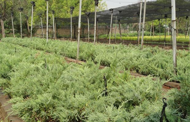 根据绿化工程需要制定苗木生产标准